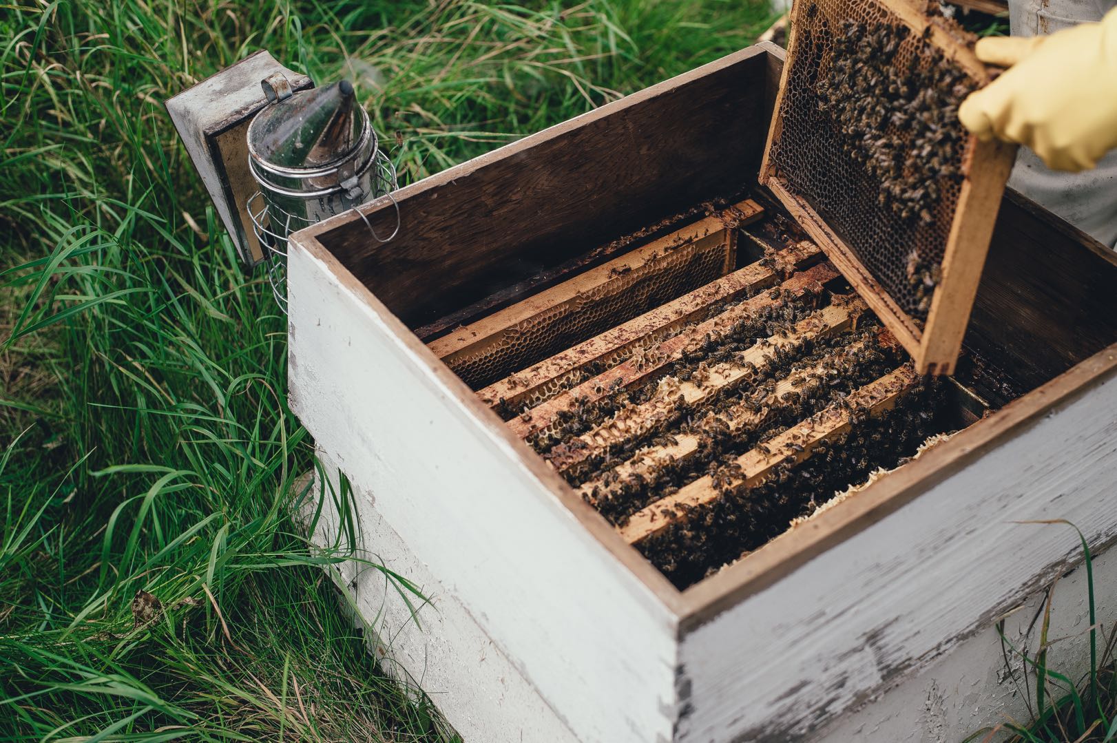 过路养蜂人“收养”在树上“安营扎寨”的野蜂--蜜乐蜂业蜂蜜批发