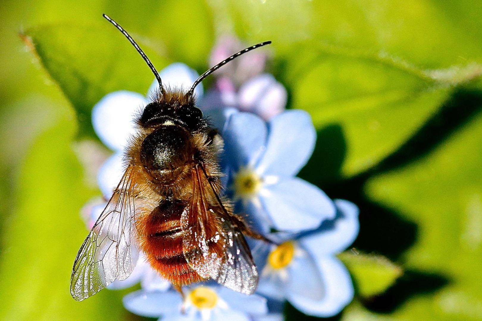 跟我走吧，野蜜蜂回家之路—蜜乐蜂业蜂蜜批发